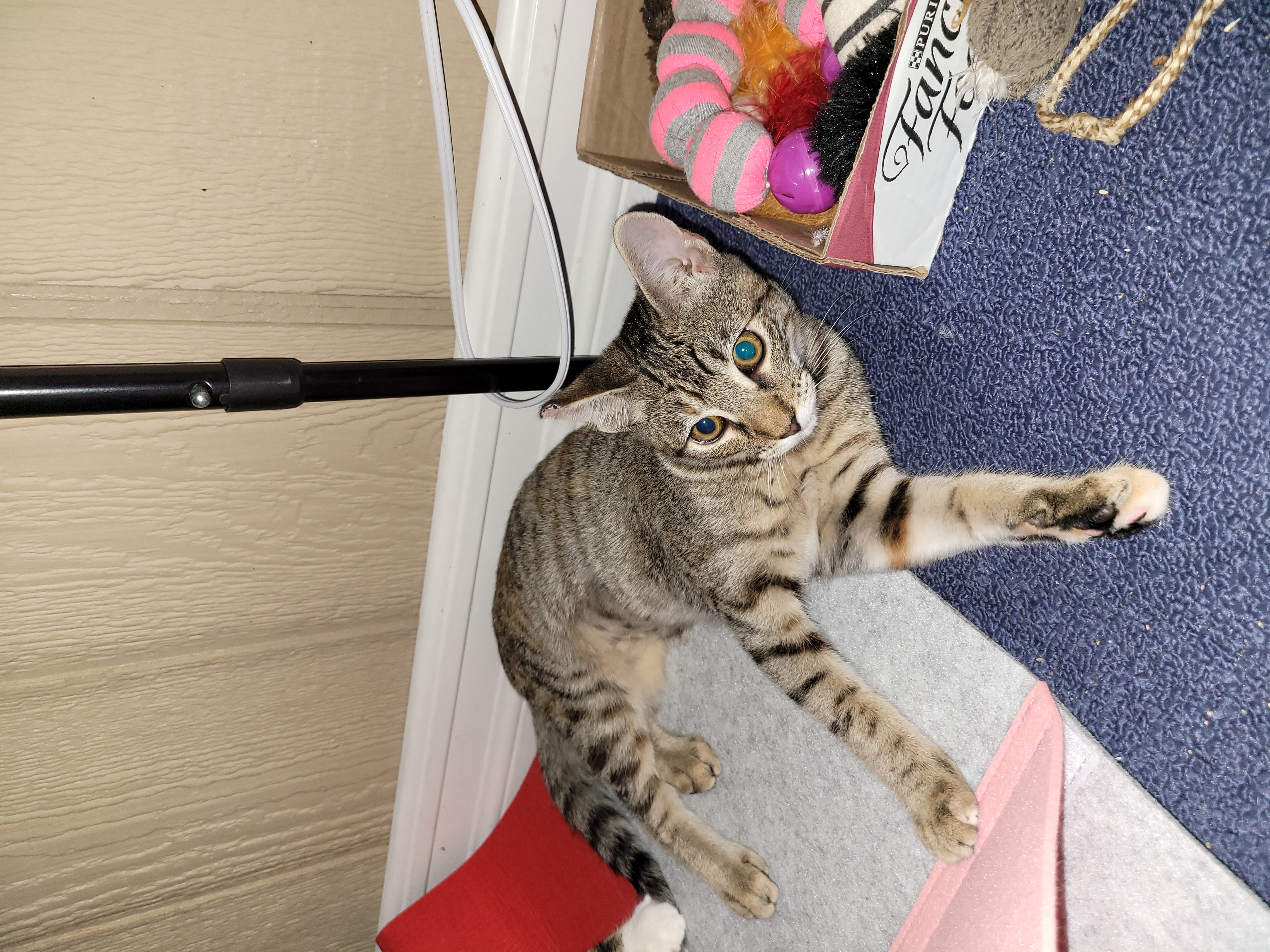 Enlarge Mishi, a Adoptable mixed breed in San Jose, CA image 5/5