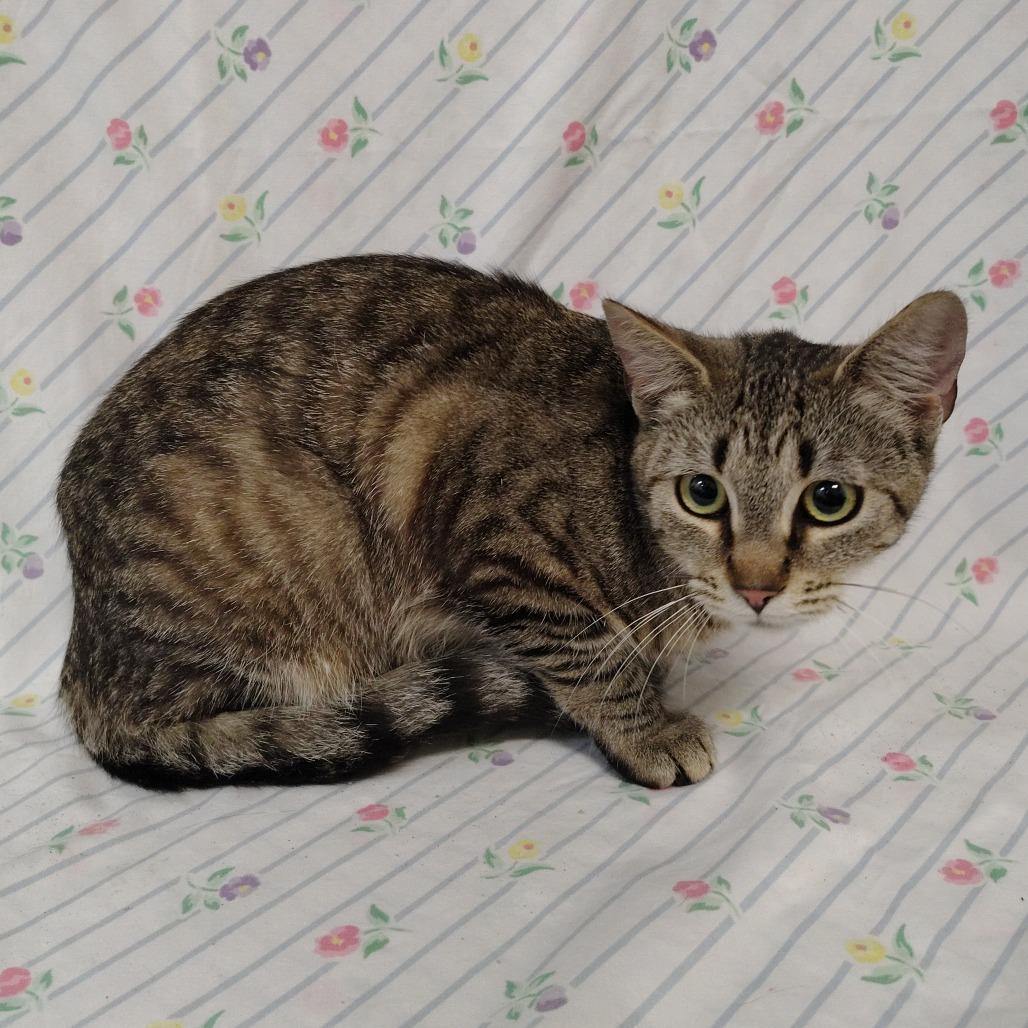 Whitney, Adoptable, Adult Female Domestic Short Hair.