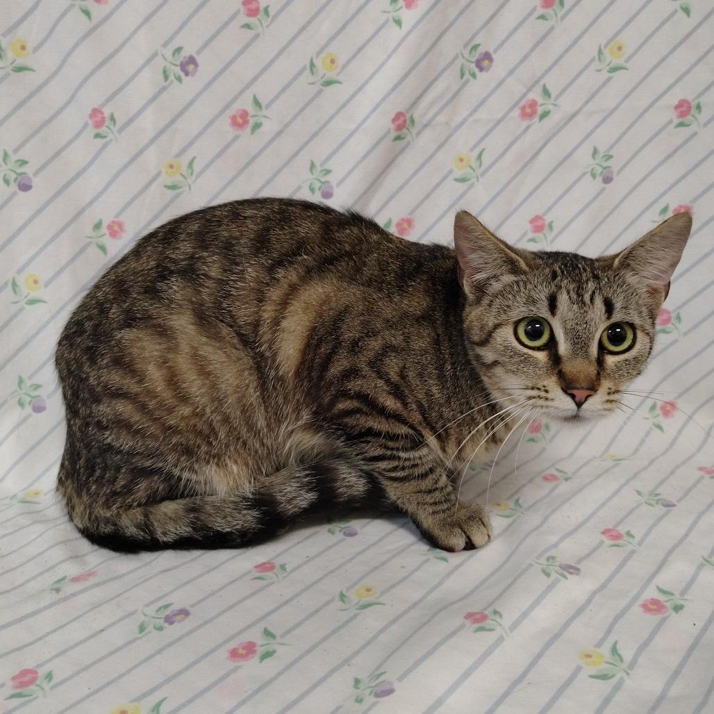 Enlarge Whitney, a Adoptable Domestic Short Hair in Coos Bay, OR image 2/4