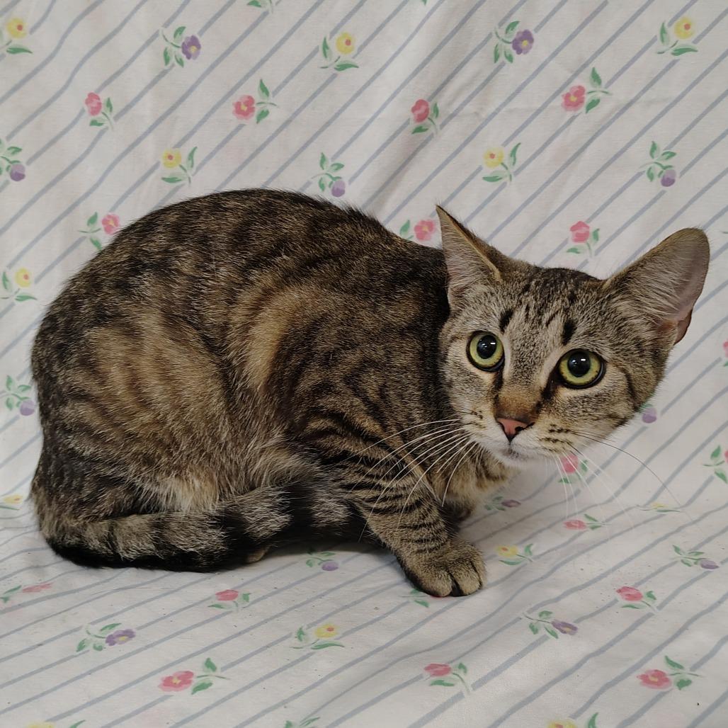 Enlarge Whitney, a Adoptable Domestic Short Hair in Coos Bay, OR image 3/4