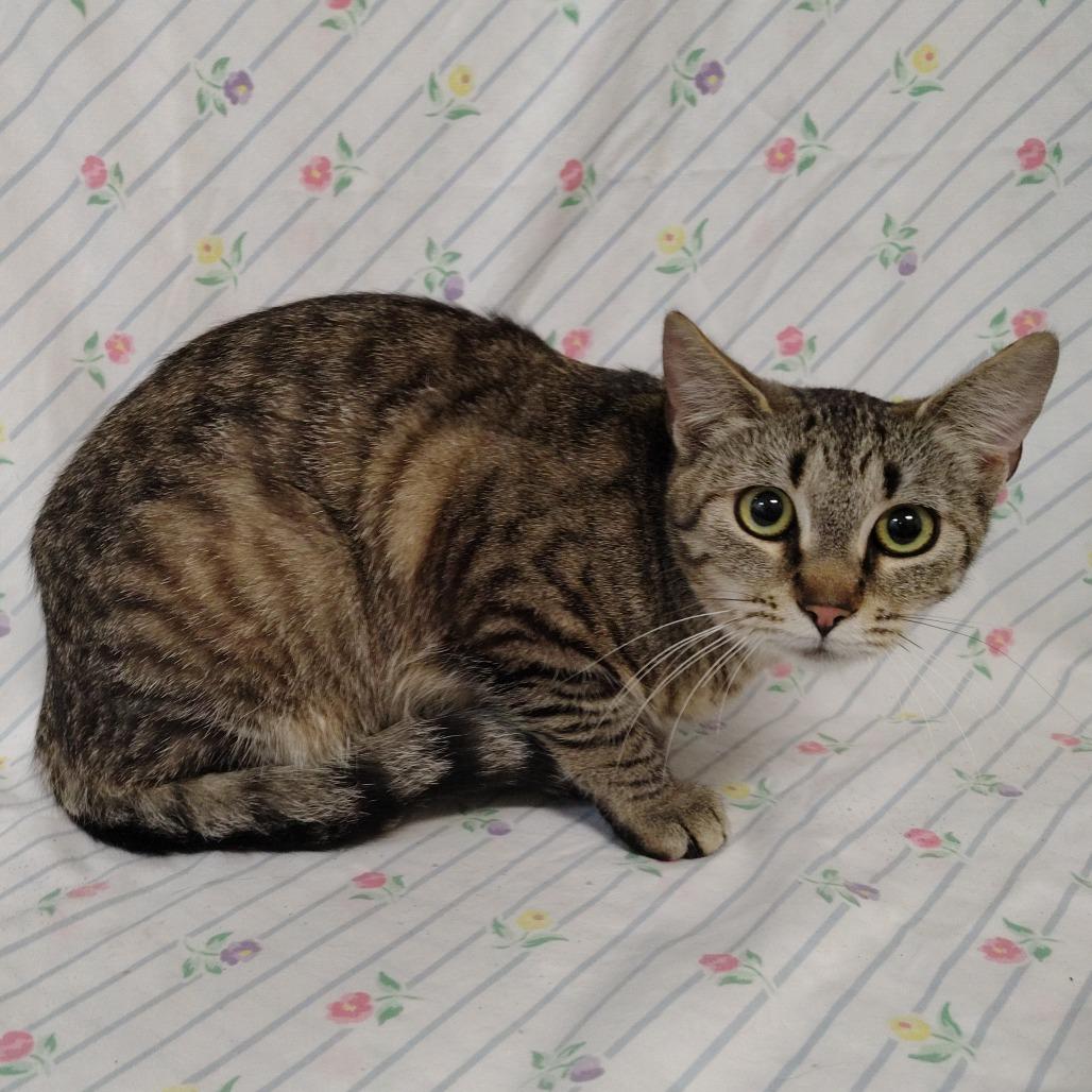 Enlarge Whitney, a Adoptable Domestic Short Hair in Coos Bay, OR image 4/4