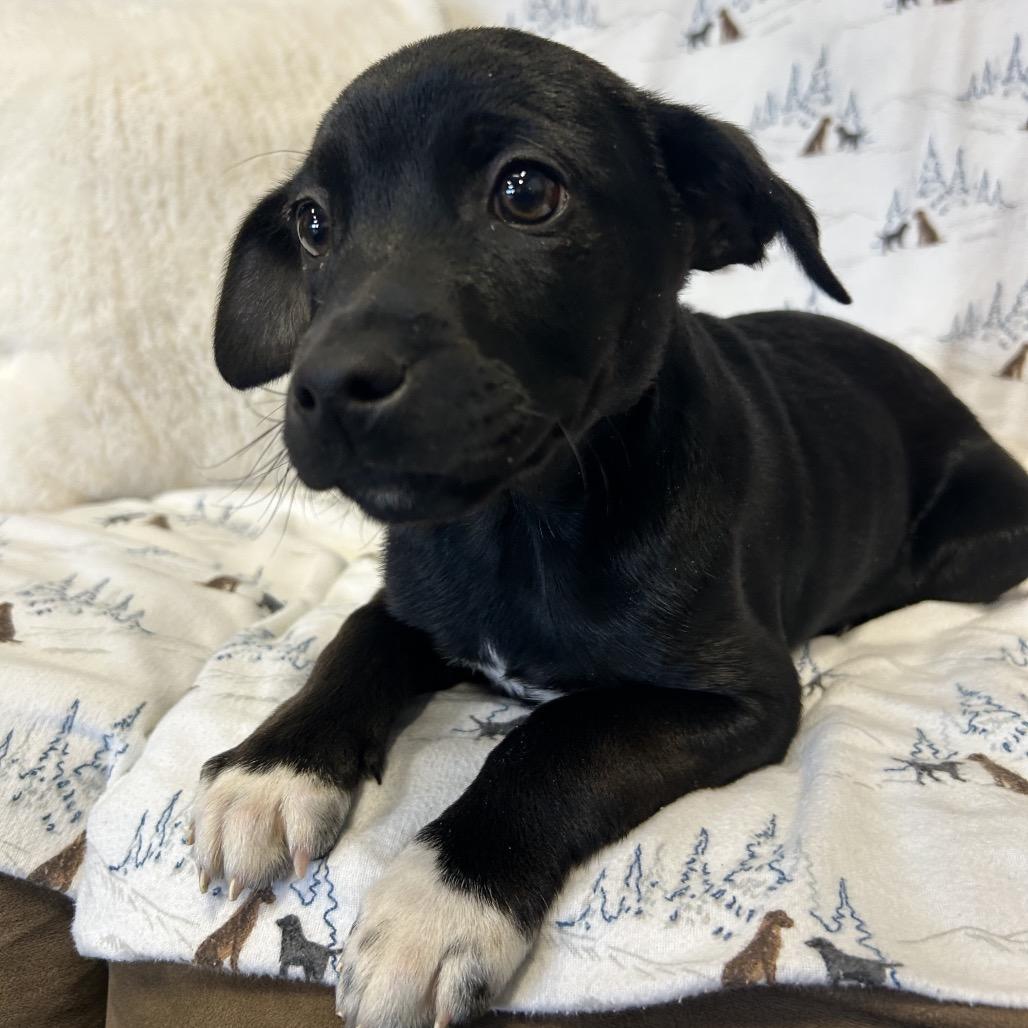 Scrabble, Adoptable, Puppy Male Mixed Breed.