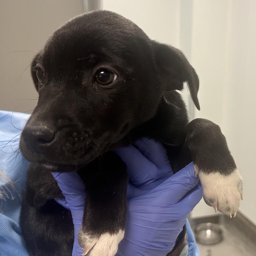 Enlarge Scrabble, a Adoptable Mixed Breed in Park City, UT image 2/6