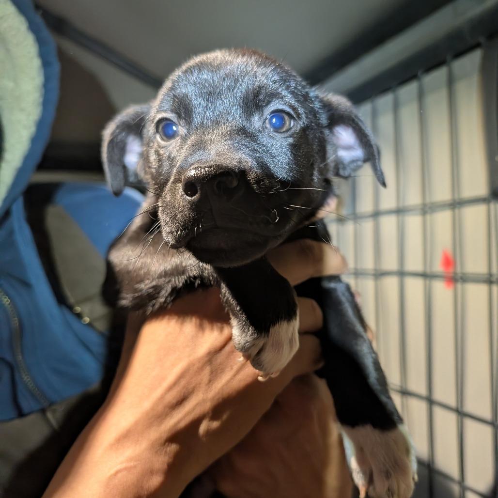 Enlarge Scrabble, a Adoptable Mixed Breed in Park City, UT image 4/6