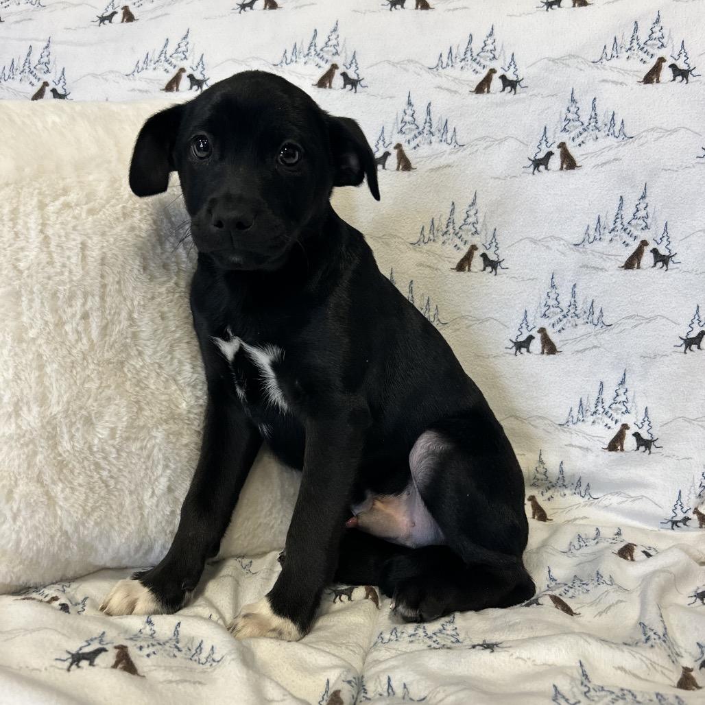 Enlarge Scrabble, a Adoptable Mixed Breed in Park City, UT image 5/6