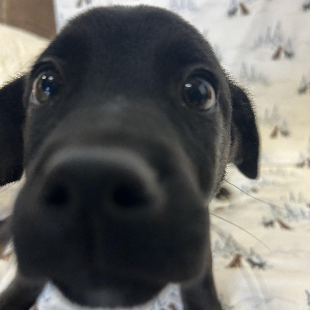 Enlarge Scrabble, a Adoptable Mixed Breed in Park City, UT image 6/6