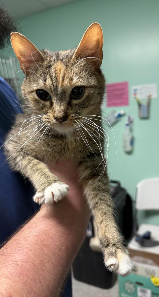 Lovina, Adoptable, Kitten Female Domestic Short Hair.