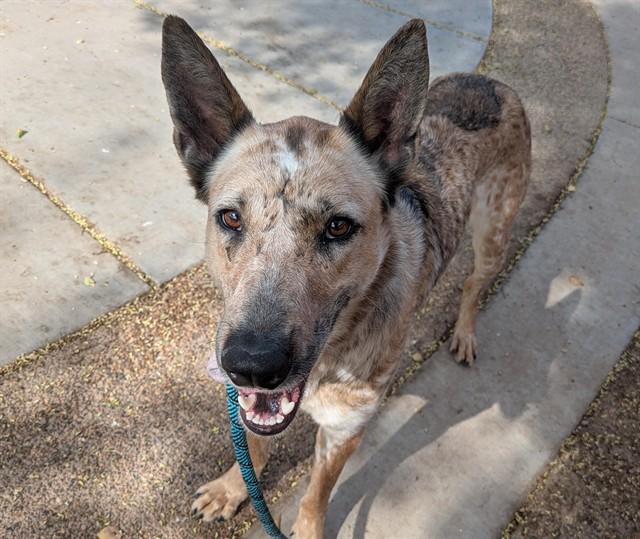 PHASMA, Adoptable, Adult Female German Shepherd Dog & Mixed Breed.