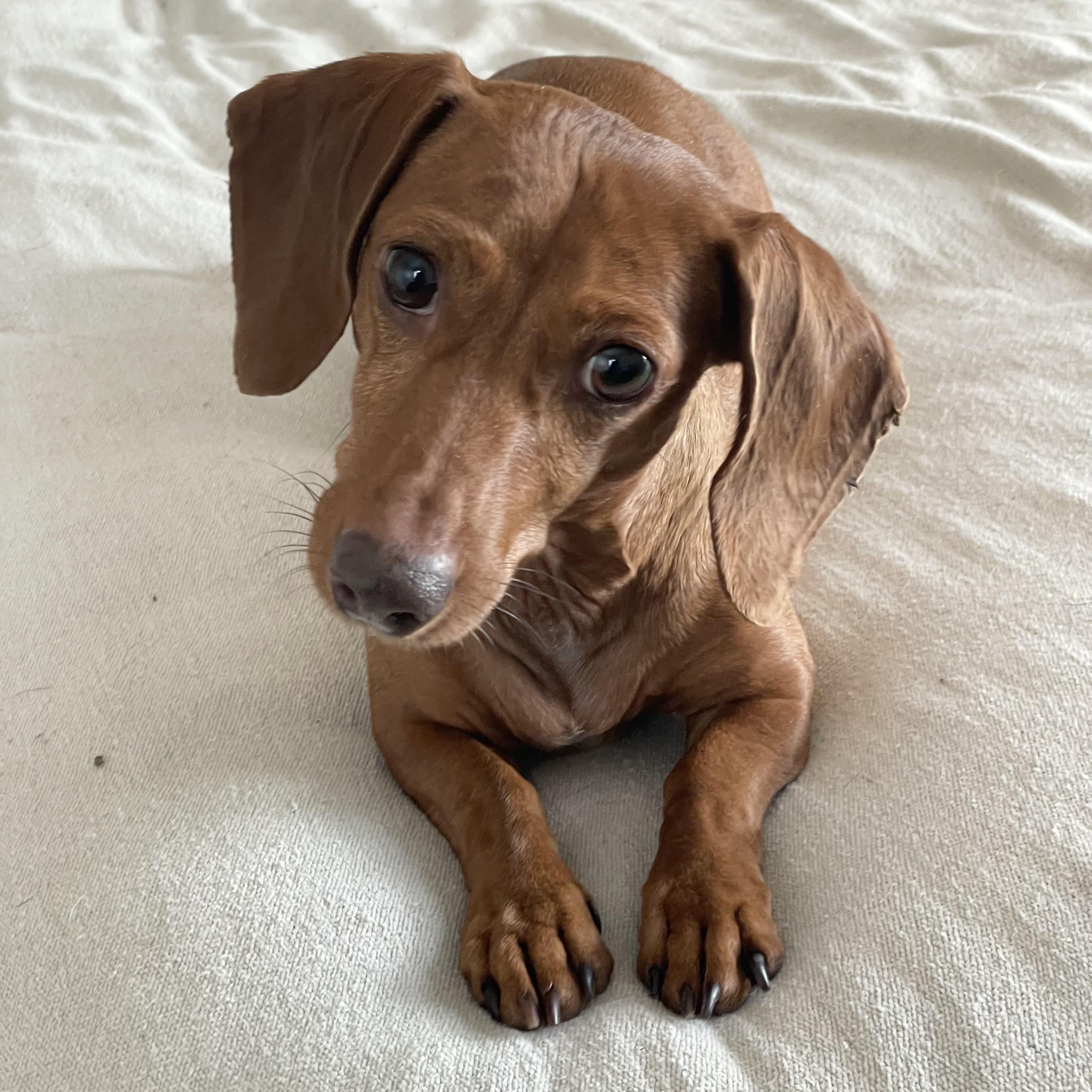 Sweet Molly, ADOPTABLE, Adult Female Dachshund.