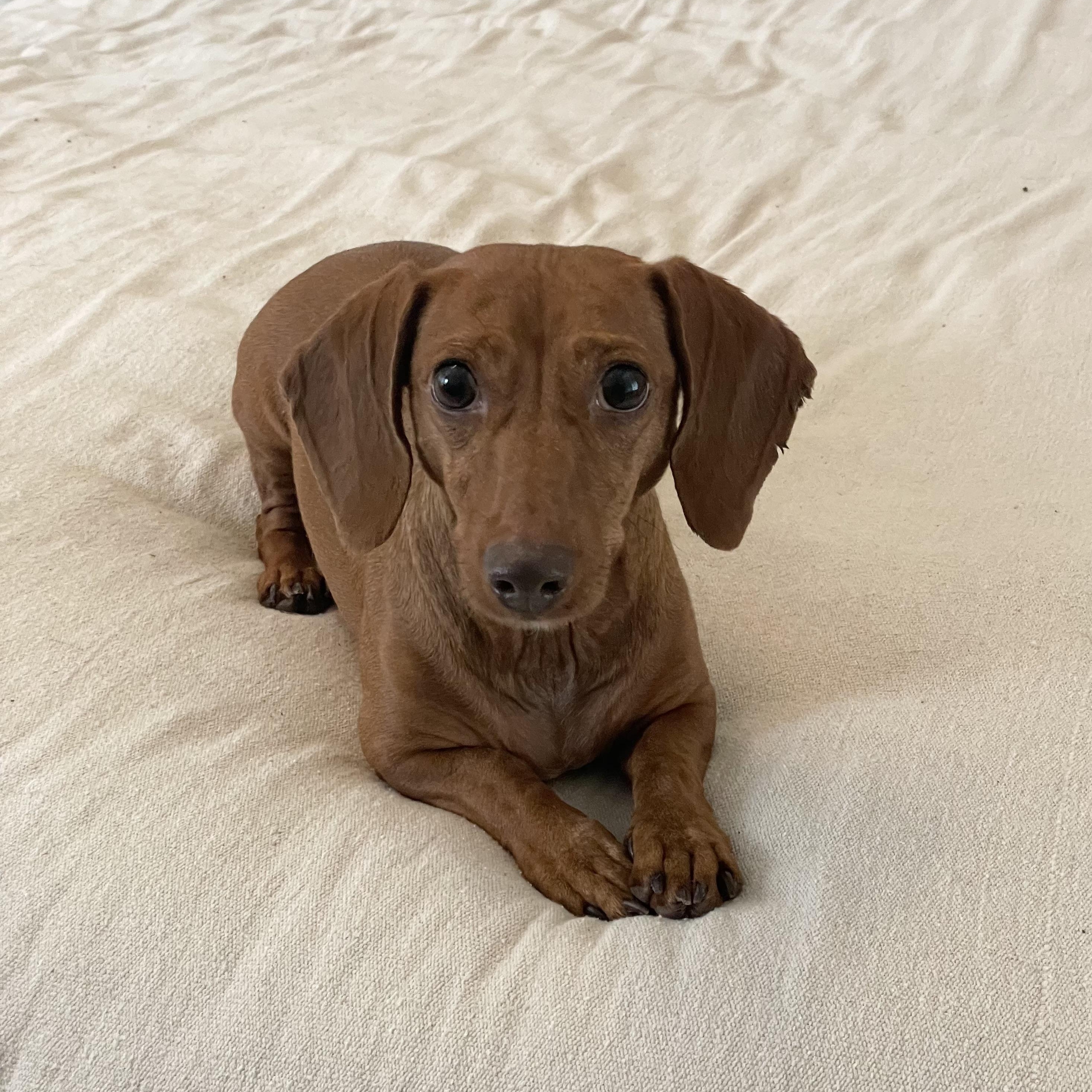 Enlarge Sweet Molly, a ADOPTABLE Dachshund in West Hartford , CT image 2/5