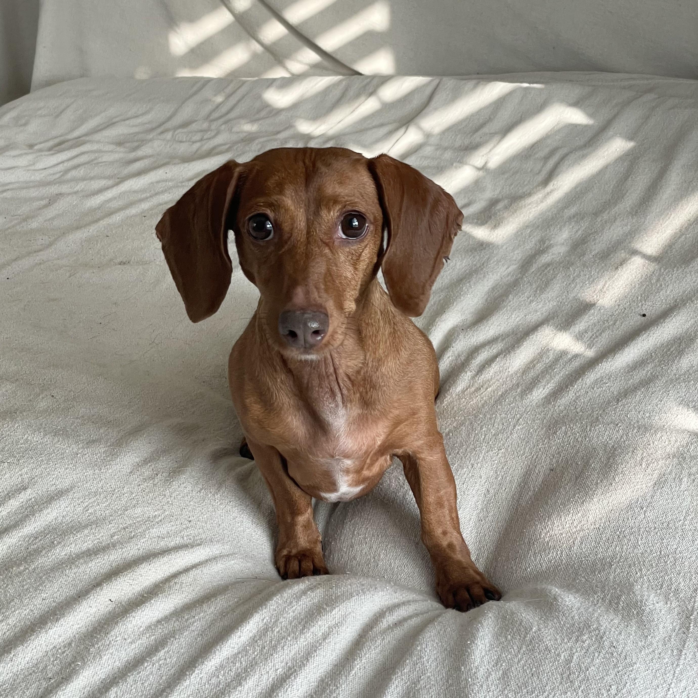 Enlarge Sweet Molly, a ADOPTABLE Dachshund in West Hartford , CT image 5/5