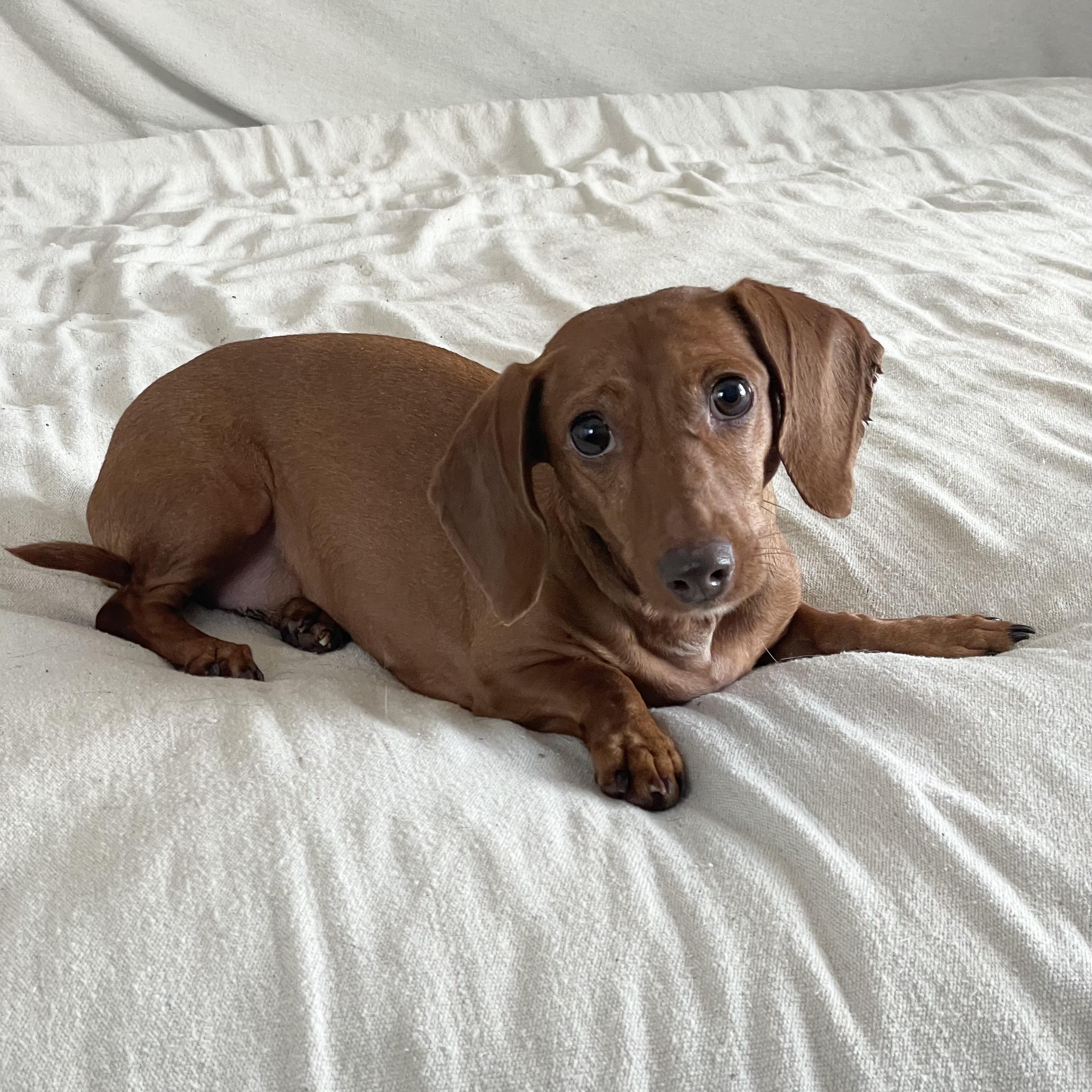 Enlarge Sweet Molly, a ADOPTABLE Dachshund in West Hartford , CT image 4/5