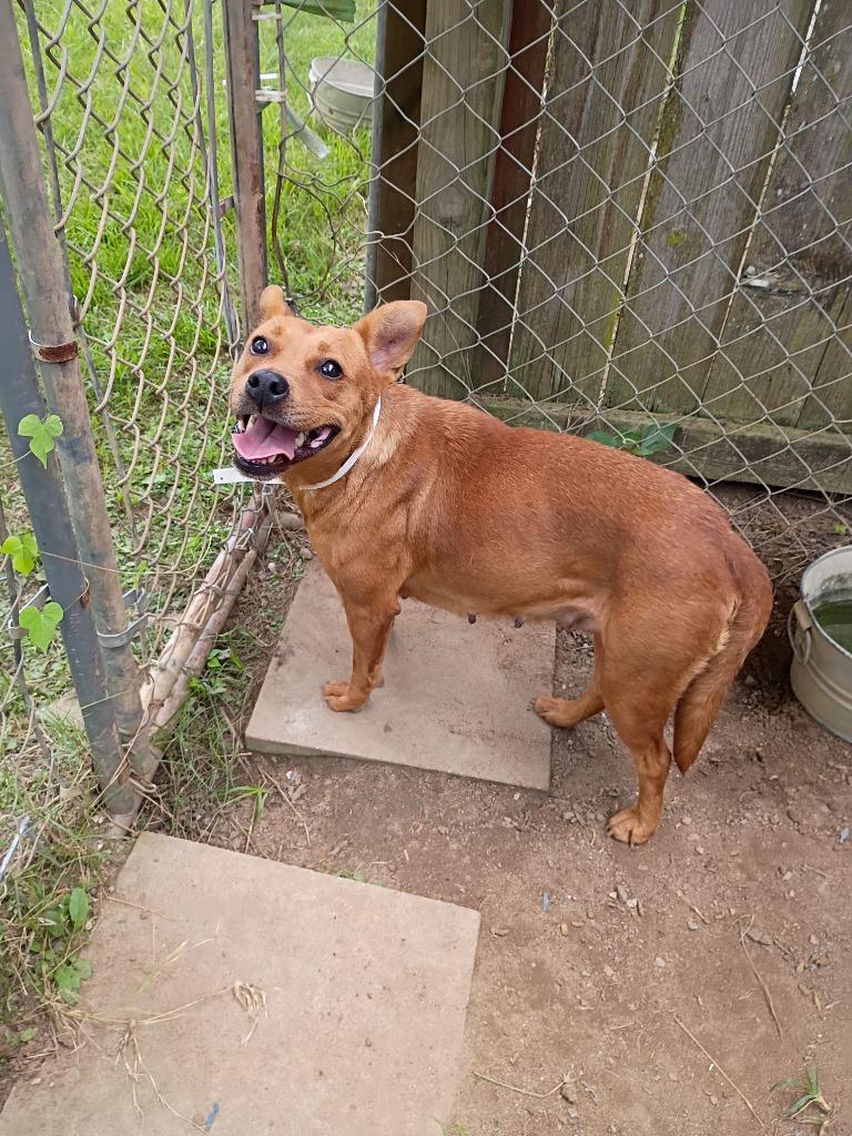 Enlarge Kenzie, a Adoptable mixed breed in Albany, GA image 1/6