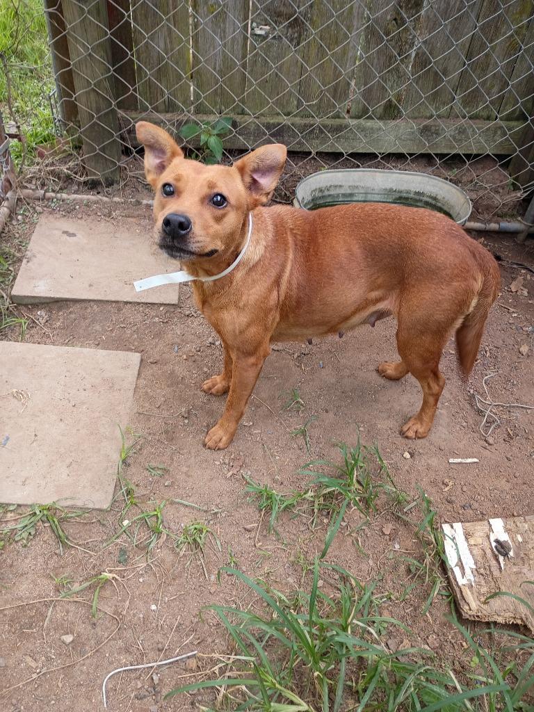 Enlarge Kenzie, a Adoptable mixed breed in Albany, GA image 3/6
