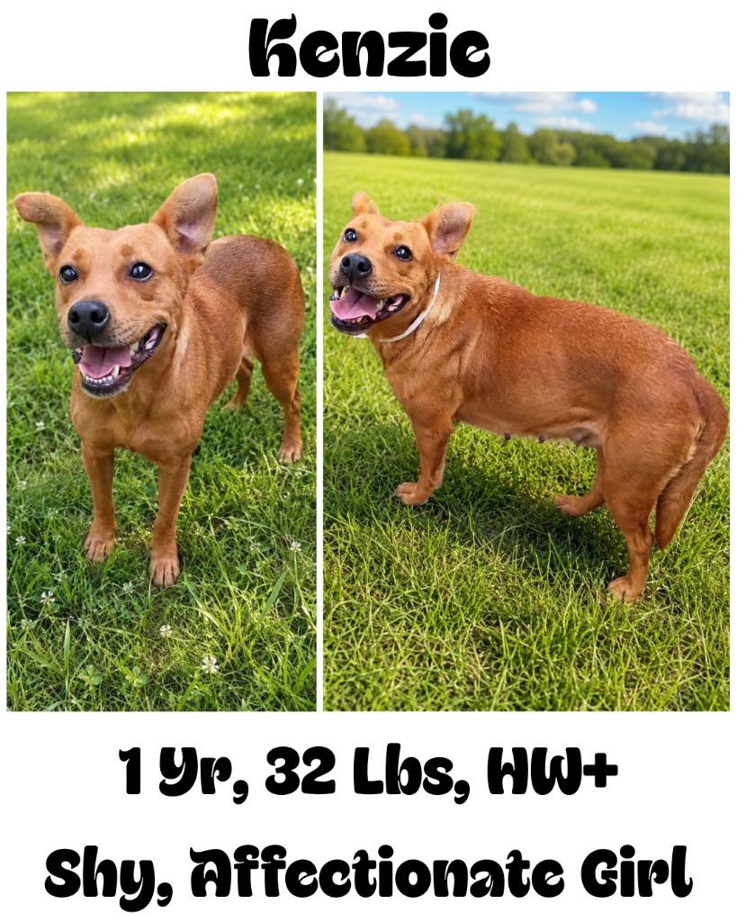 Enlarge Kenzie, a Adoptable mixed breed in Albany, GA image 4/6