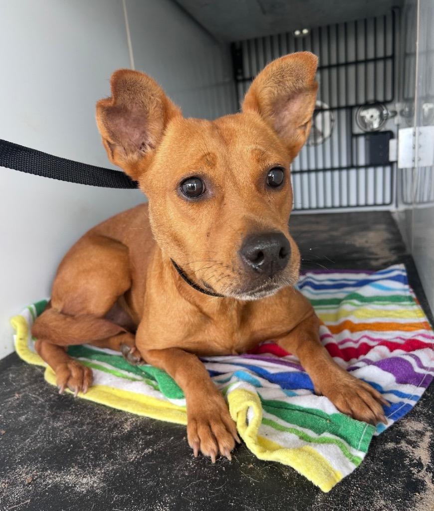 Enlarge Kenzie, a Adoptable mixed breed in Albany, GA image 5/6