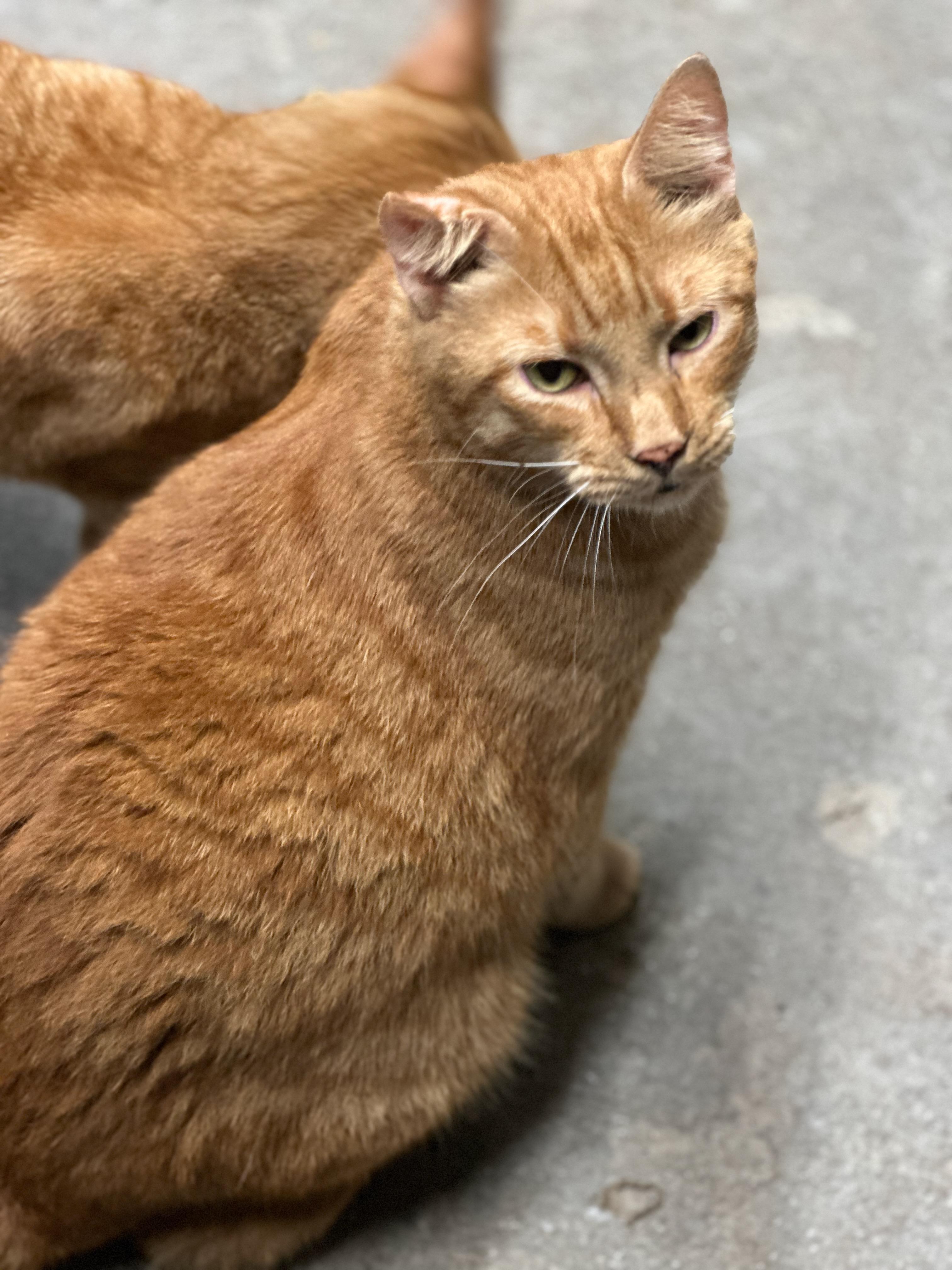 Enlarge Maserati, a Adoptable Domestic Short Hair in Middleburg, FL image 1/1