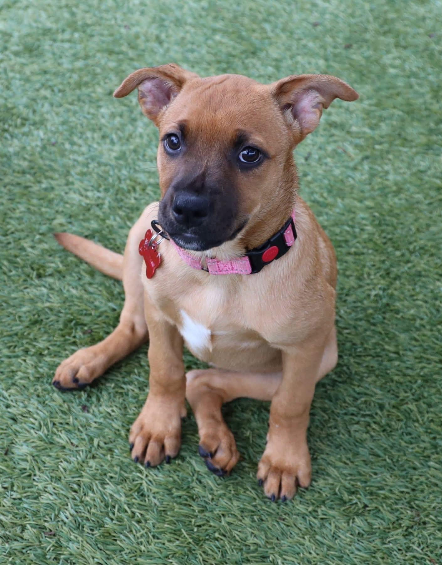 Enlarge Sierra, a ADOPTABLE mixed breed in Southlake, TX image 2/3