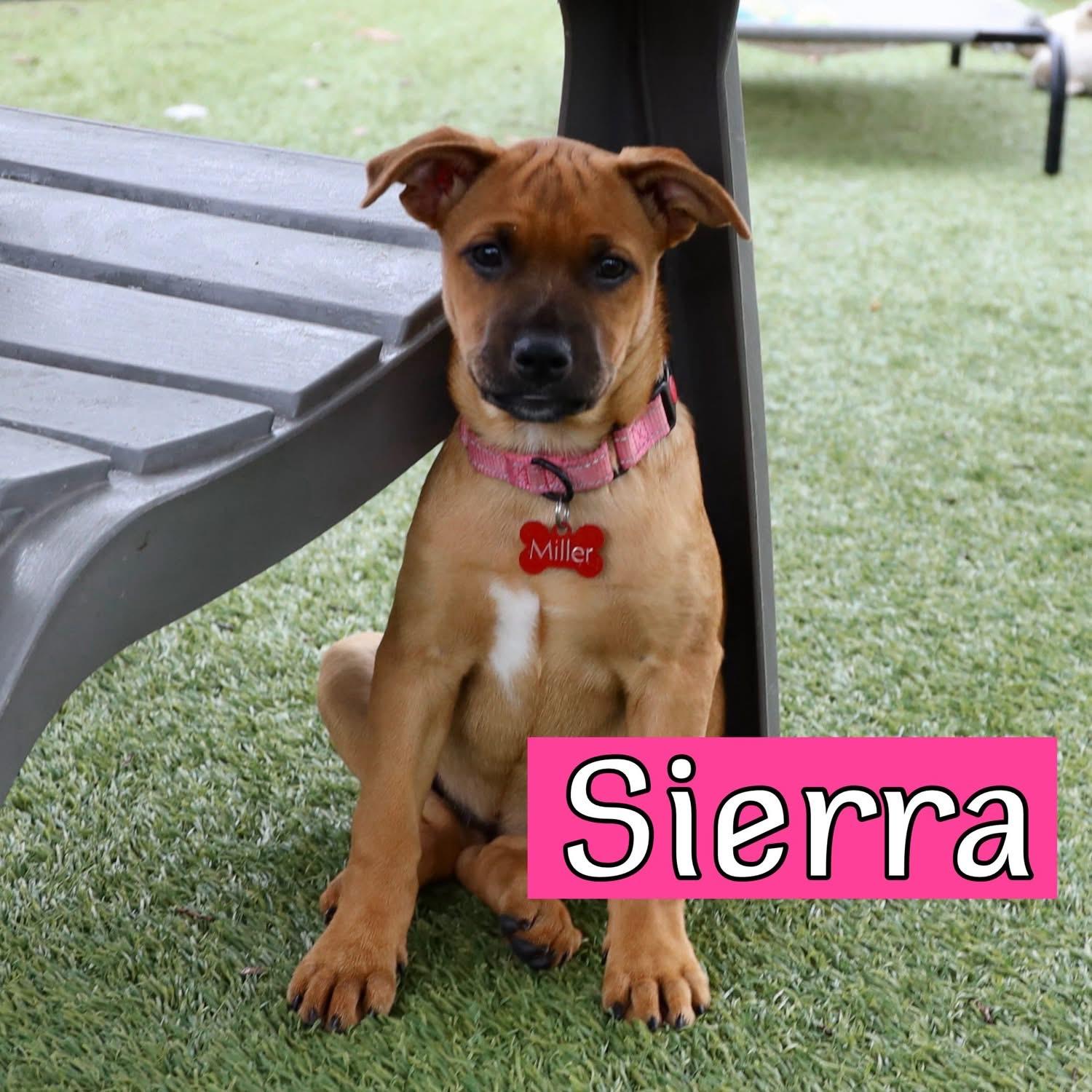 Sierra, ADOPTABLE, Puppy Female Shepherd.