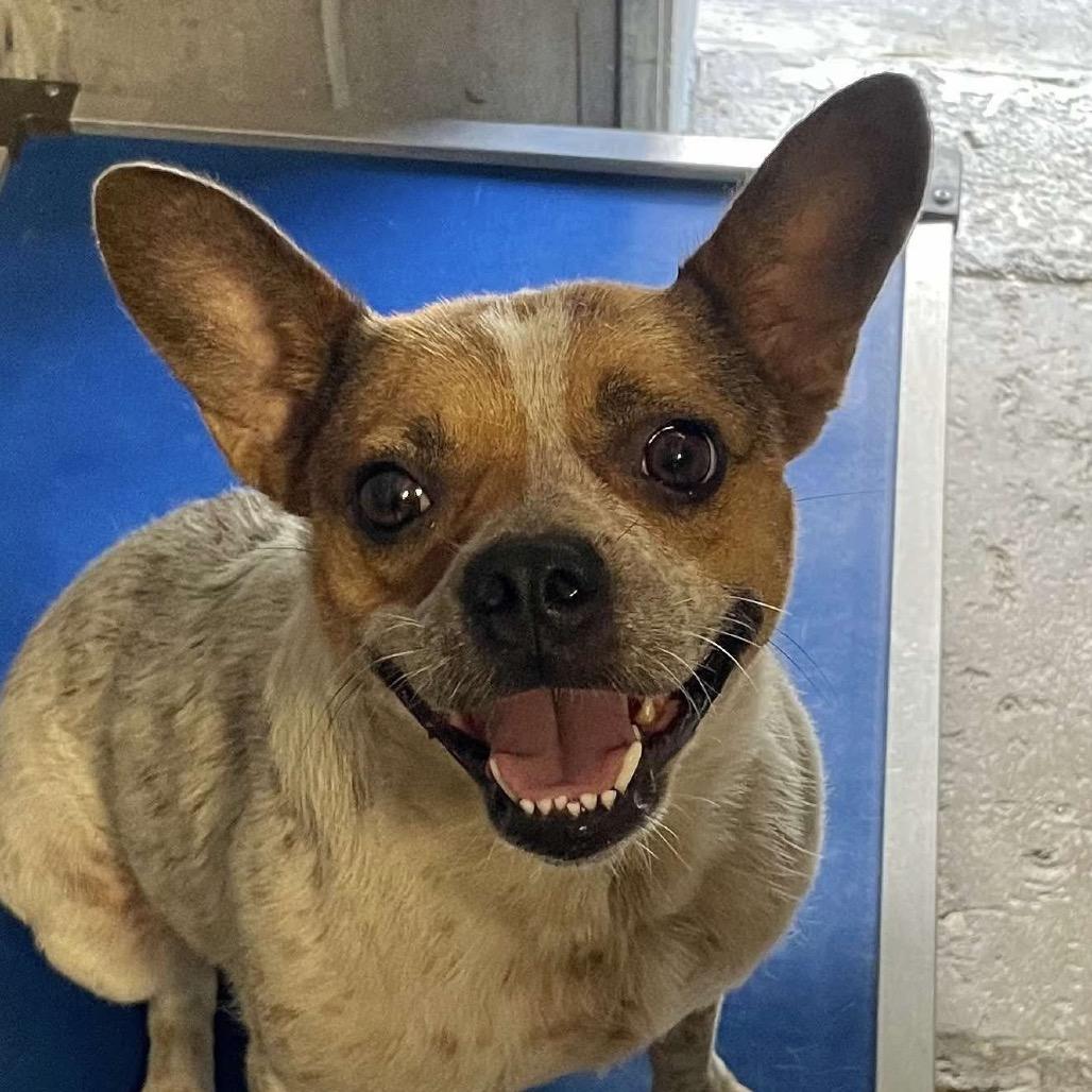 Charm (Bluey), Adoptable, Adult Female Mixed Breed.