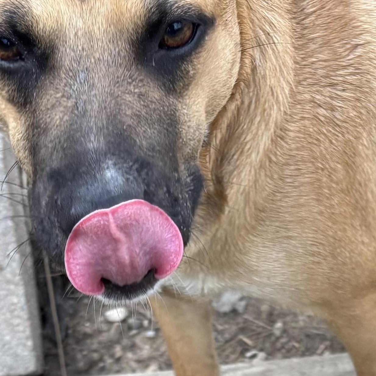 Enlarge Lyla, a ADOPTABLE mixed breed in Coldspring, TX image 3/5