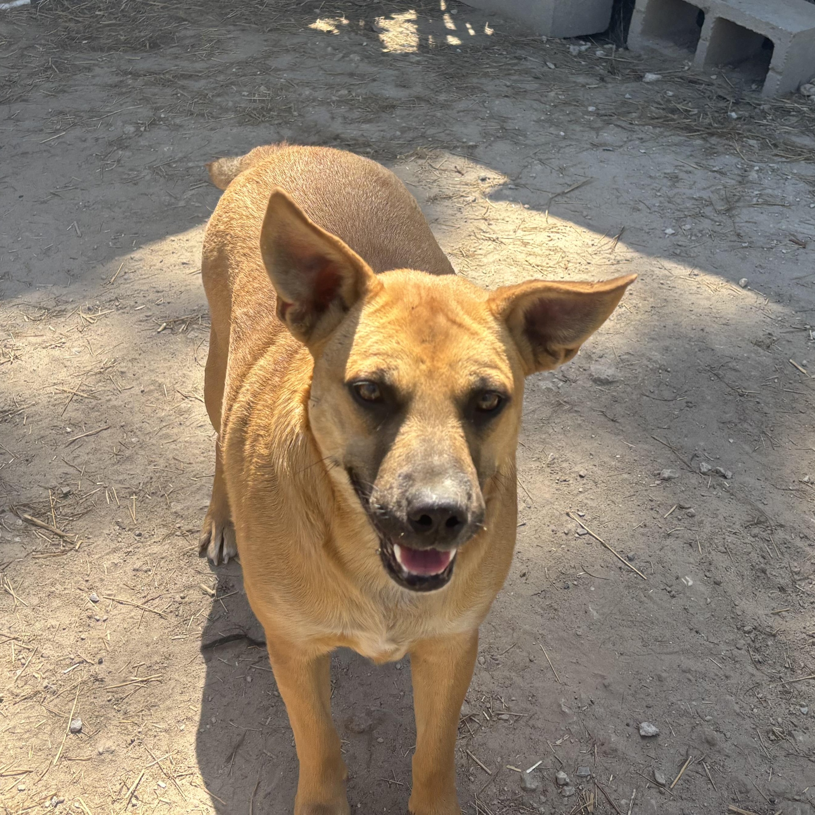 Lyla, ADOPTABLE, Adult Female Mixed Breed.