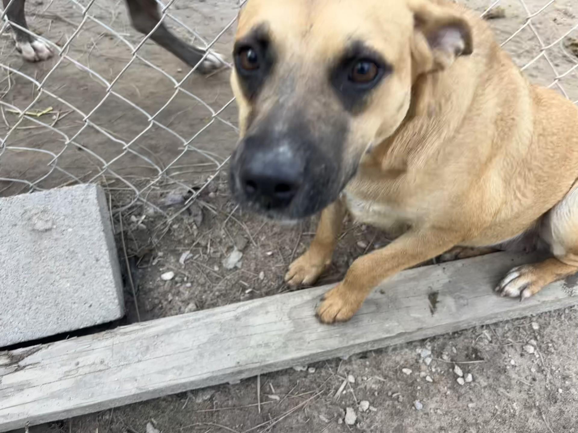 Enlarge Lyla, a ADOPTABLE mixed breed in Coldspring, TX image 2/5