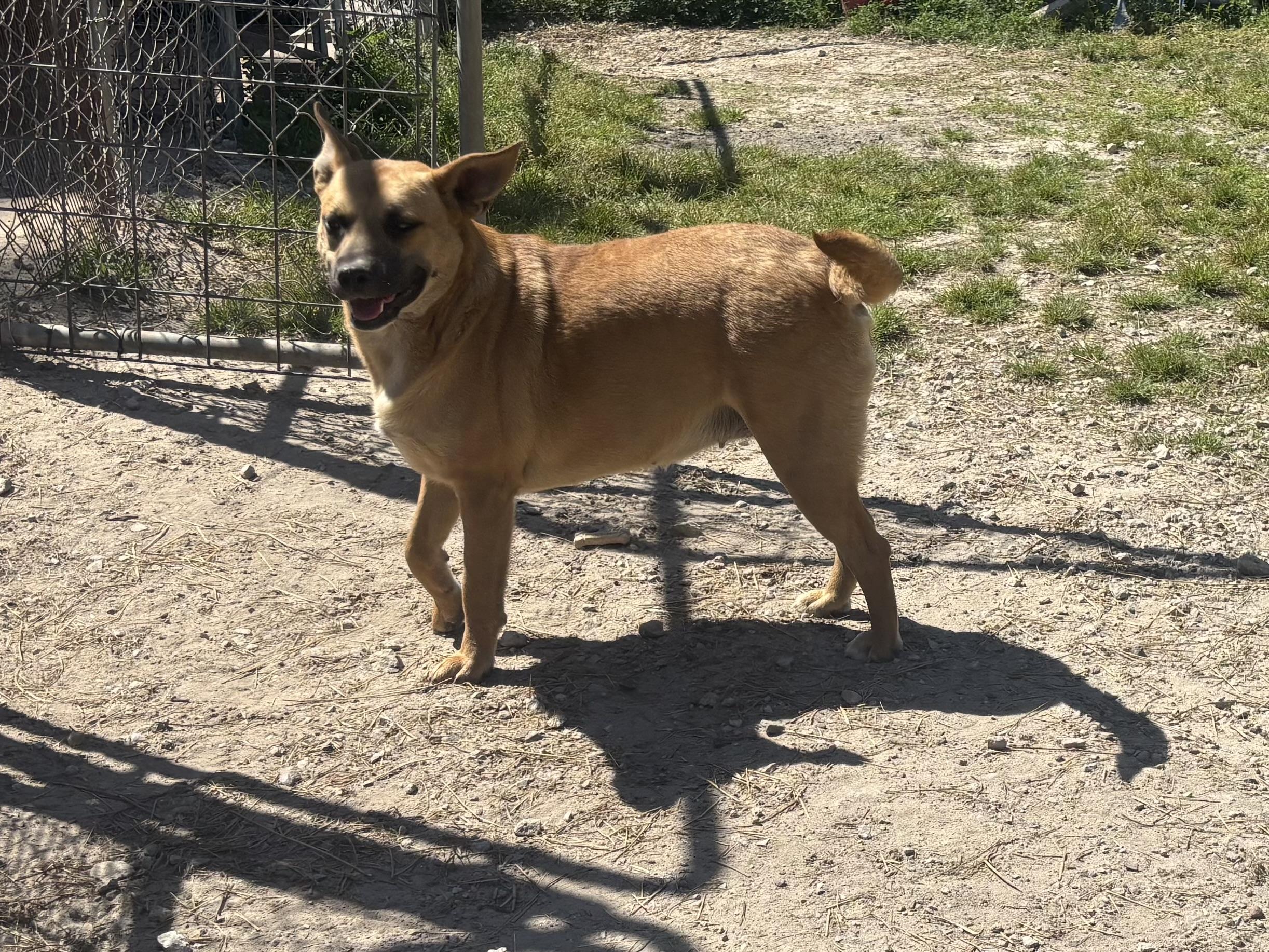Enlarge Lyla, a ADOPTABLE mixed breed in Coldspring, TX image 5/5