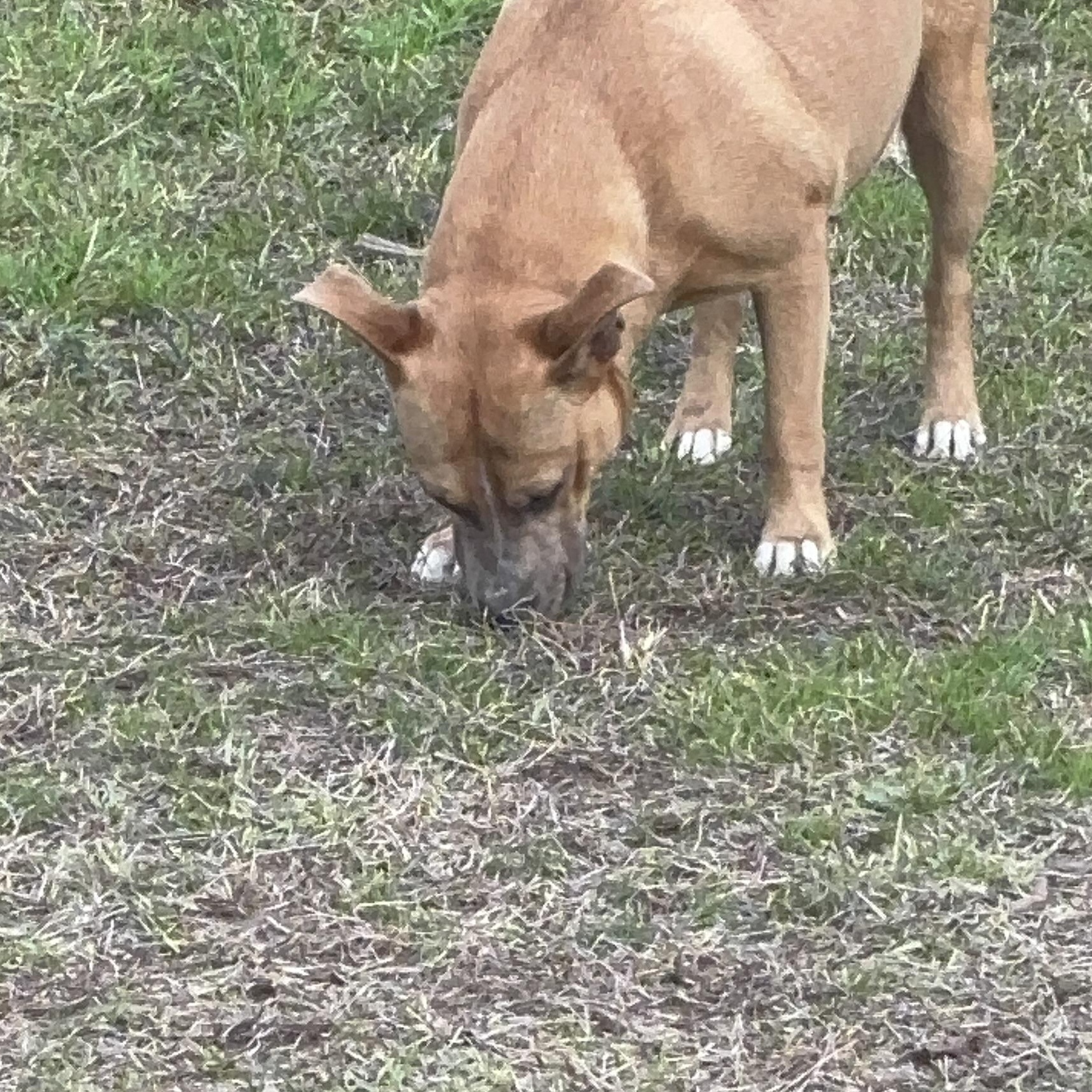 Enlarge Lyla, a ADOPTABLE mixed breed in Coldspring, TX image 4/5