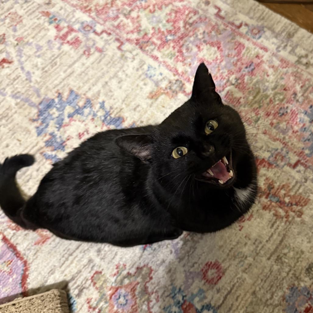 Beefcake, Adoptable, Young Male Domestic Short Hair.