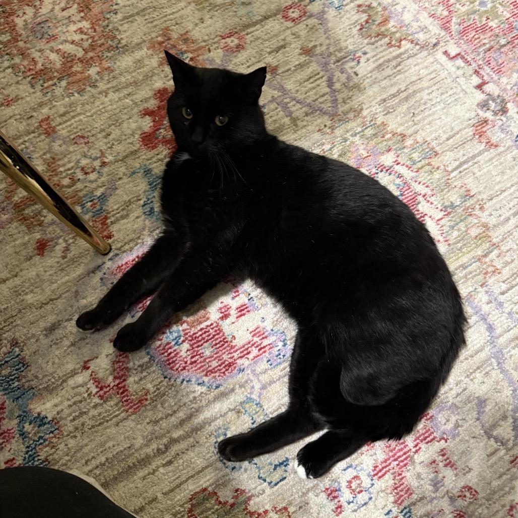 Enlarge Beefcake, a Adoptable Domestic Short Hair in Granville, OH image 2/6