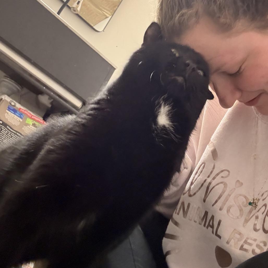 Enlarge Beefcake, a Adoptable Domestic Short Hair in Granville, OH image 3/6