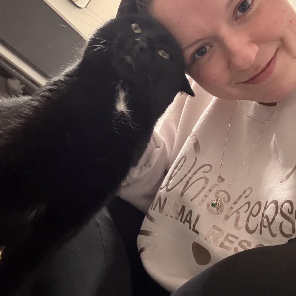 Enlarge Beefcake, a Adoptable Domestic Short Hair in Granville, OH image 4/6