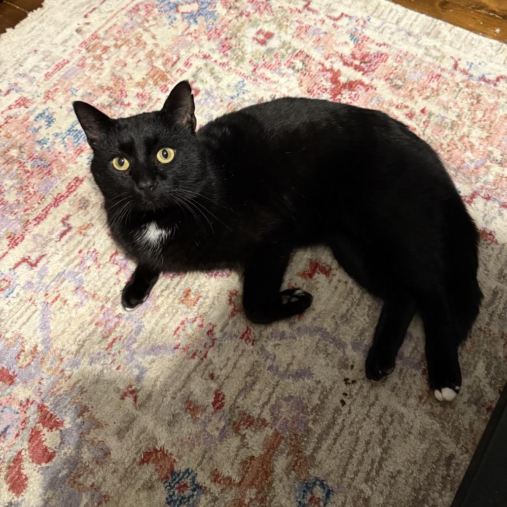 Enlarge Beefcake, a Adoptable Domestic Short Hair in Granville, OH image 5/6