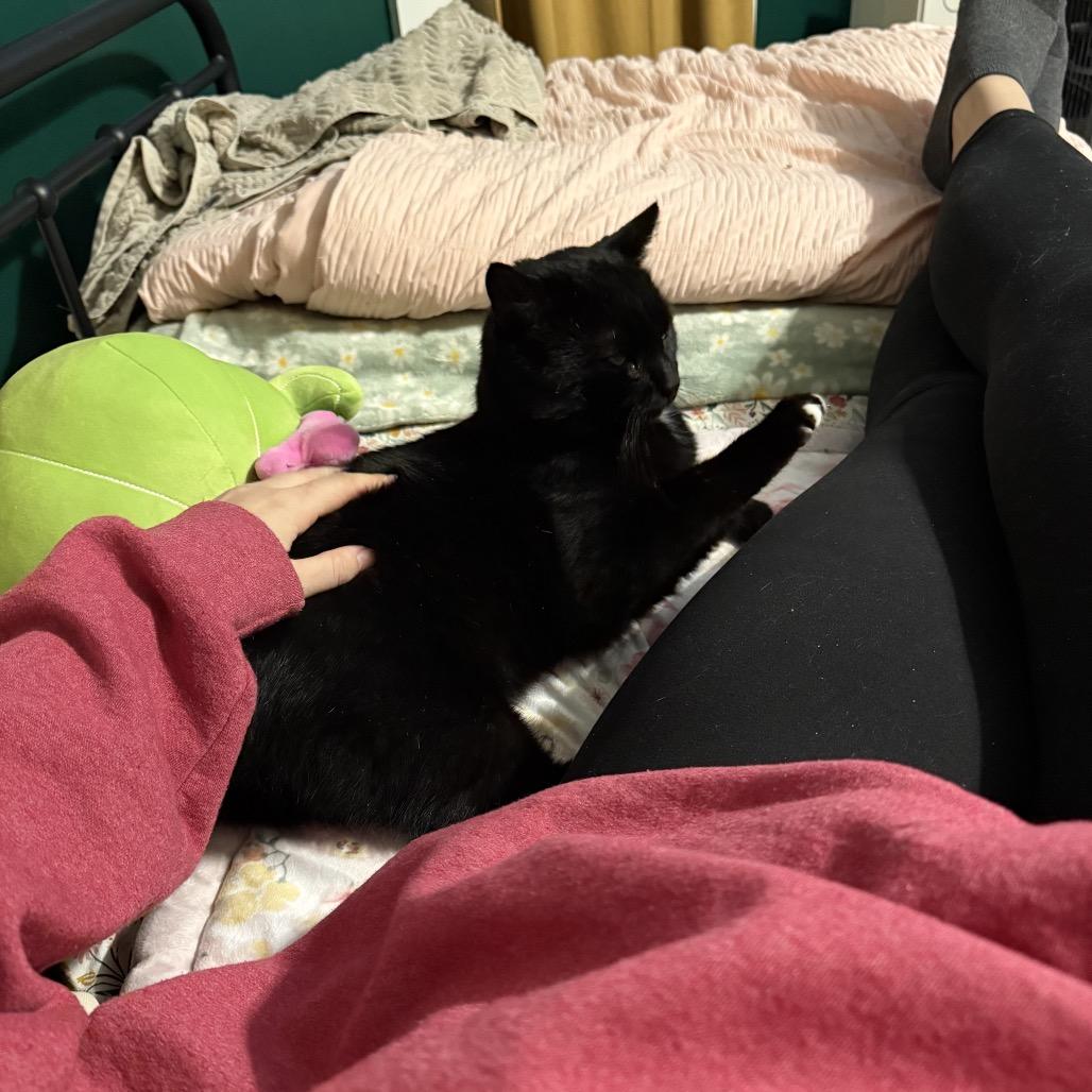 Enlarge Beefcake, a Adoptable Domestic Short Hair in Granville, OH image 6/6