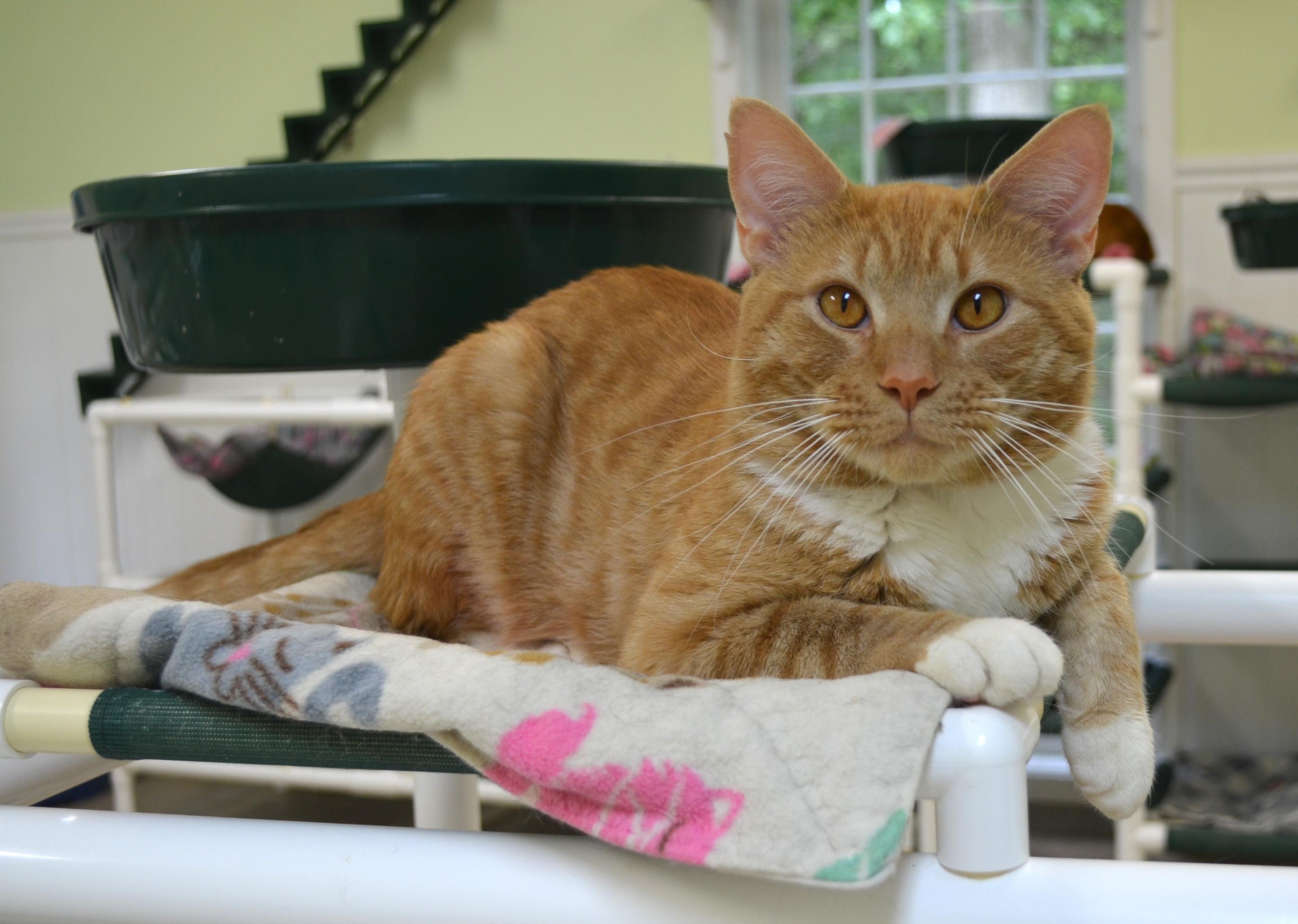 Rusty, an adopted Domestic Short Hair in Westbrook, CT image 5/6
