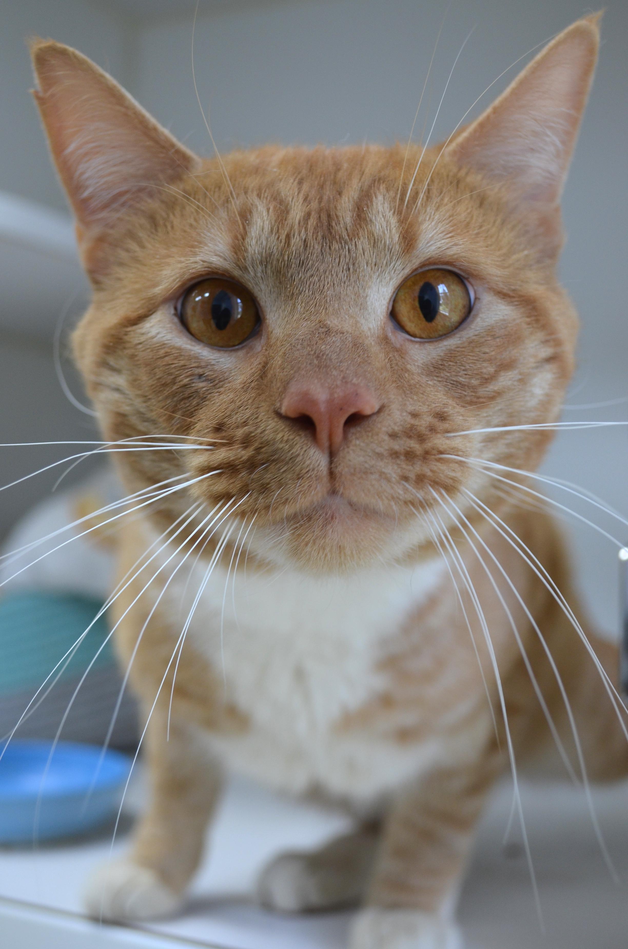 Rusty, an adopted Domestic Short Hair in Westbrook, CT image 2/6