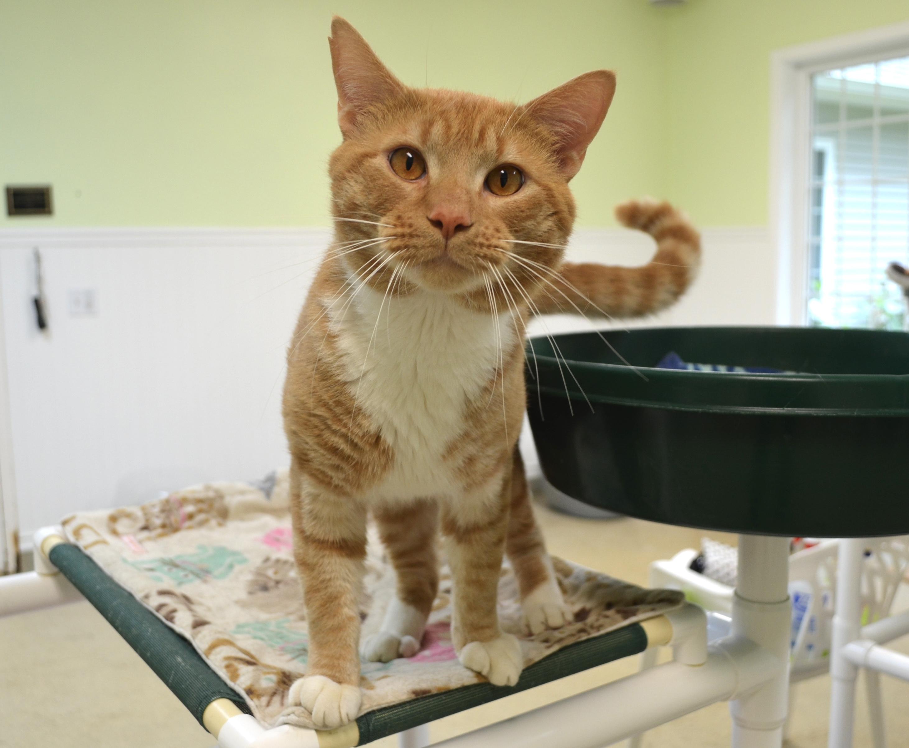 Rusty, adopted, Adult Male Domestic Short Hair.
