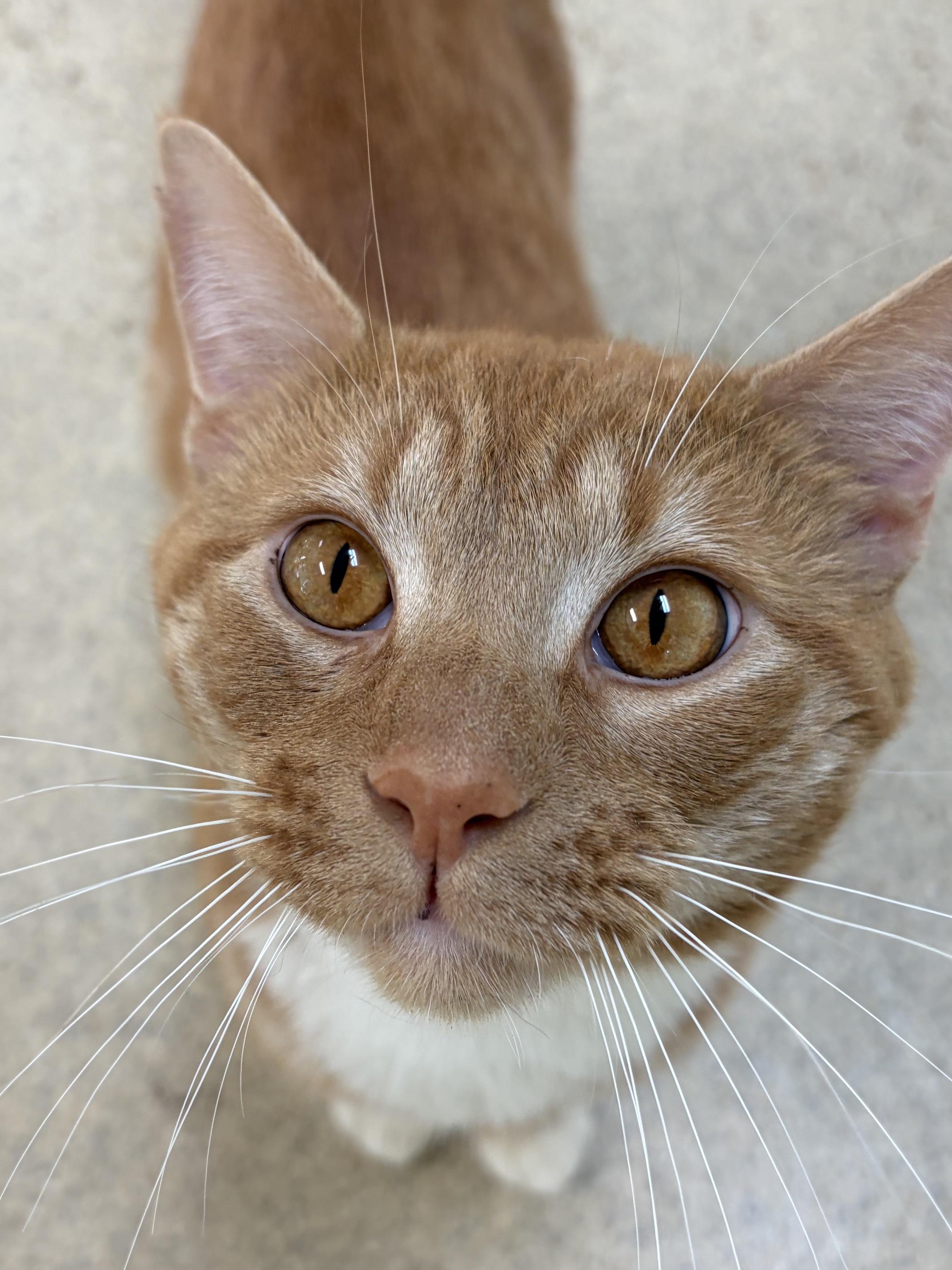 Rusty, an adopted Domestic Short Hair in Westbrook, CT image 4/6