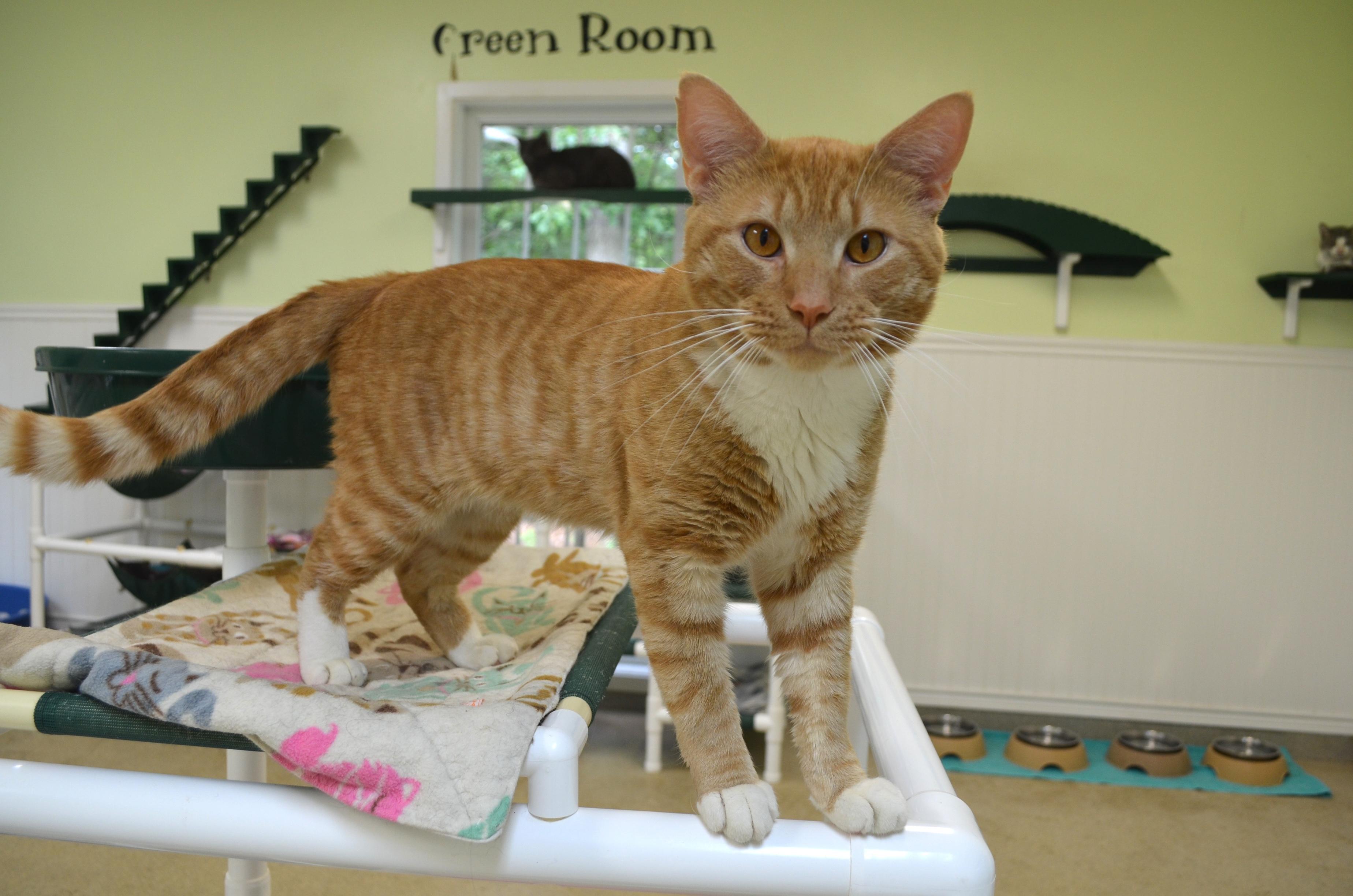 Rusty, an adopted Domestic Short Hair in Westbrook, CT image 3/6