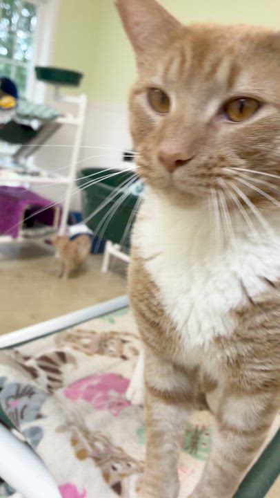 Enlarge Rusty, an adopted Domestic Short Hair in Westbrook, CT video 6/6