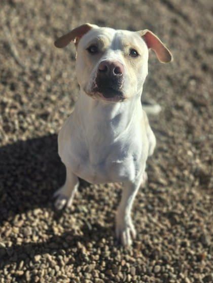 Castiel, ADOPTABLE, Adult Male Mixed Breed.