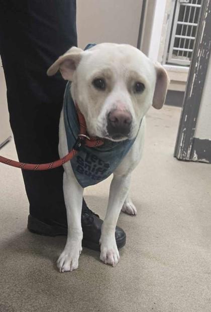 Castiel, ADOPTABLE, Adult Male Mixed Breed.