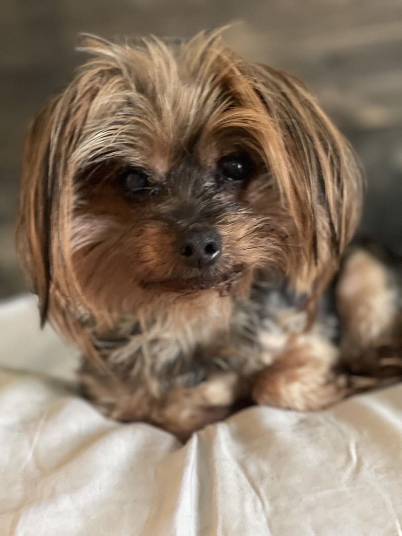 Lillie, Adopted, Senior Female Yorkshire Terrier.