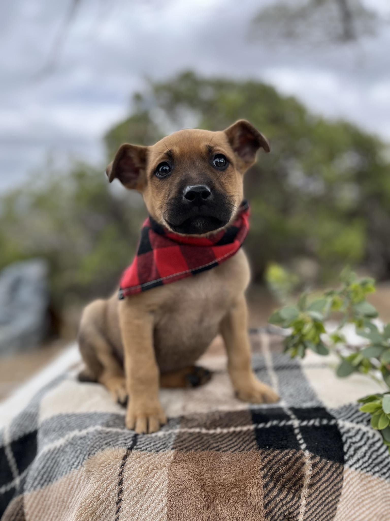 Dimples, an adopted mixed breed in Temecula, CA image 2/2