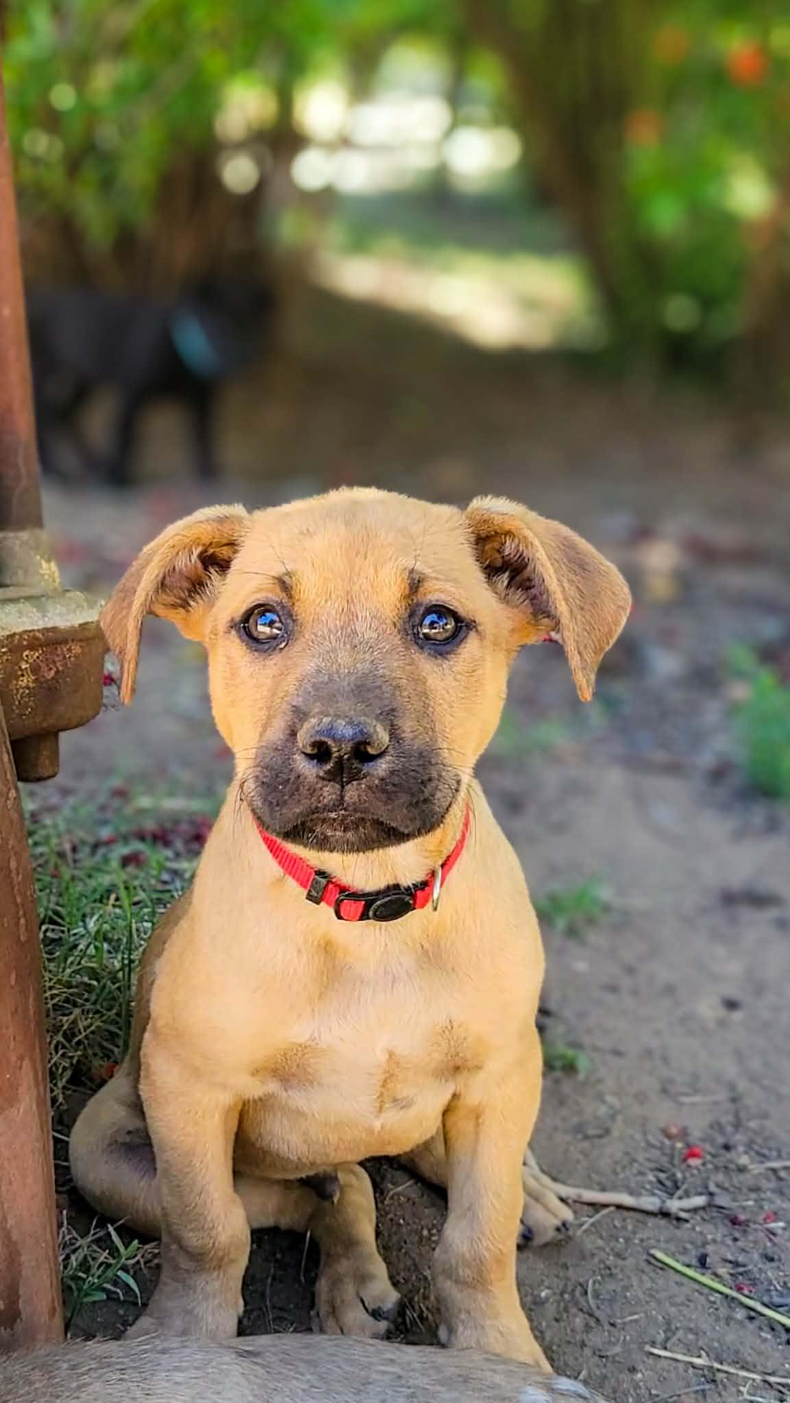 Dimples, an adopted mixed breed in Temecula, CA image 1/2