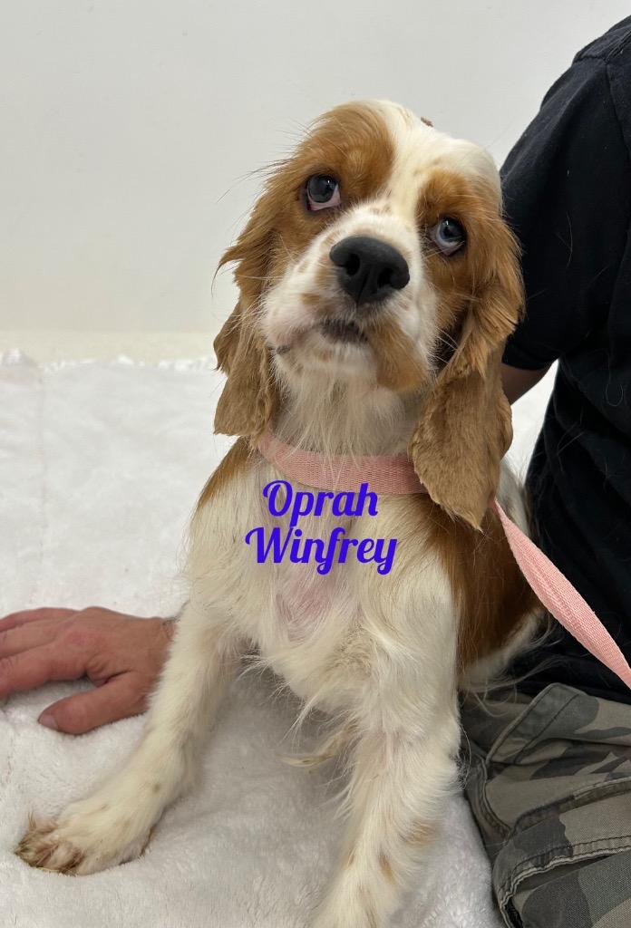 Enlarge Oprah Winfree, a Adoptable Cocker Spaniel in Jacksonville, IL image 1/1