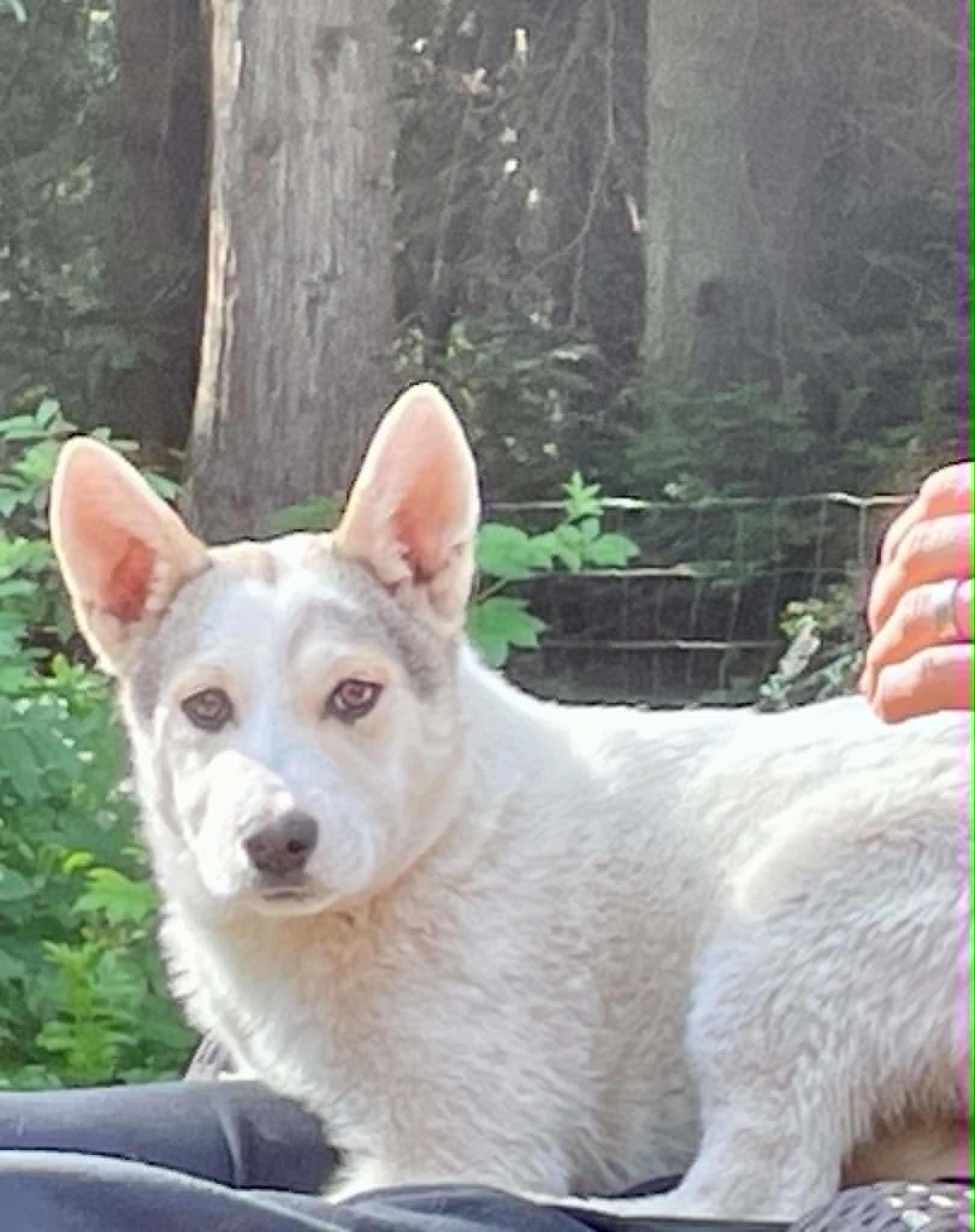 Zoey, a ADOPTABLE mixed breed in CLINTON, WA image 2/2