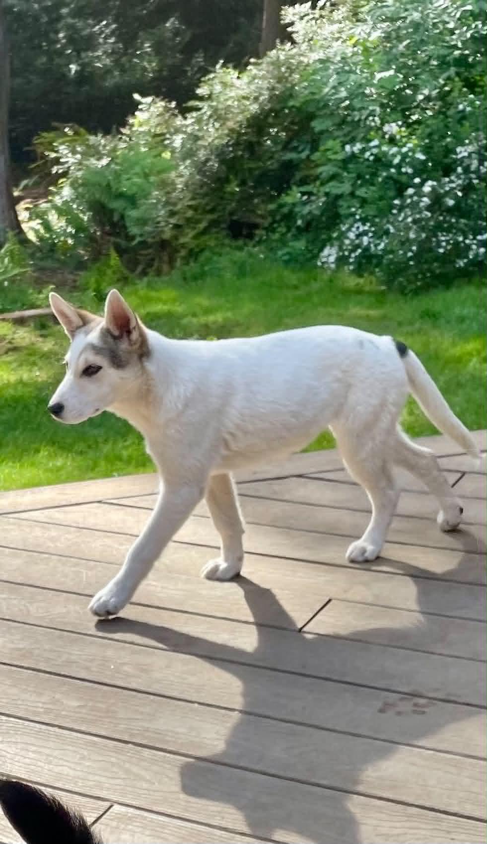 Zoey, ADOPTABLE, Young Female Husky & Cattle Dog.
