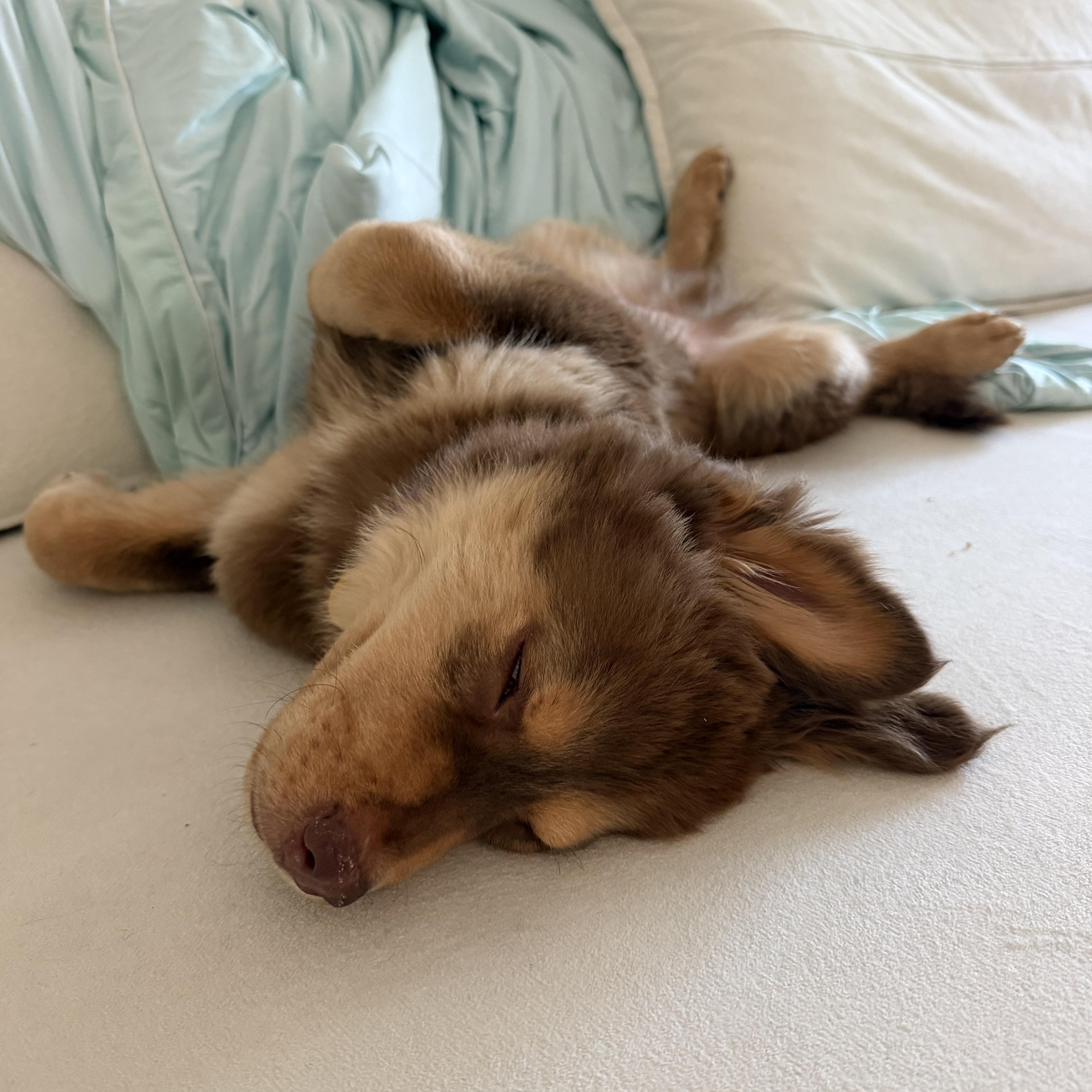 Theodore, an adopted mixed breed in Pasadena, CA image 4/6